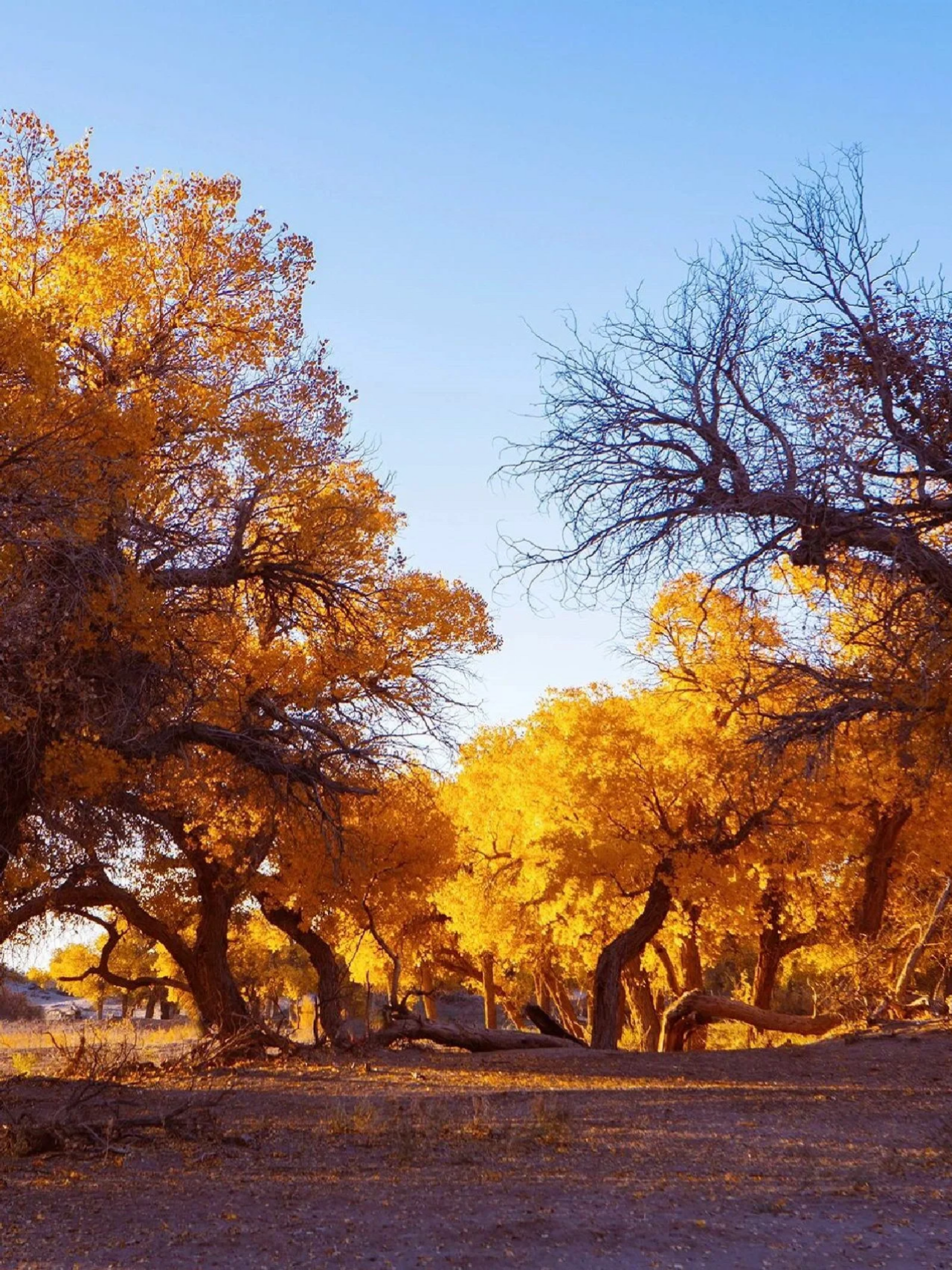 额济纳旗的胡杨林属于中国的一枝独秀,也被旅游爱好者誉为"中国最美的