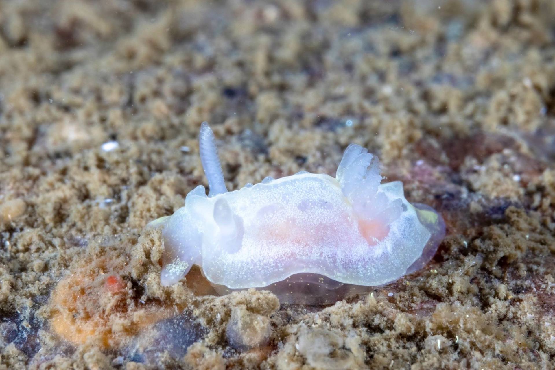 别名:白角海蛞蝓  🤍 goniodorididae科的一种海洋腹足类软体动物