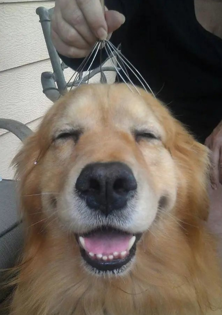 我家狗子也知道享受,看这表情笑的.