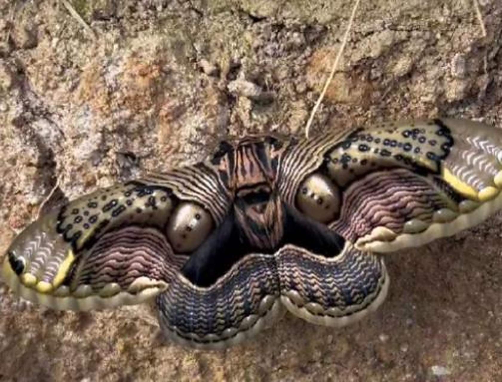 吓我一跳,原来是一只蝴蝶,太恐怖了!