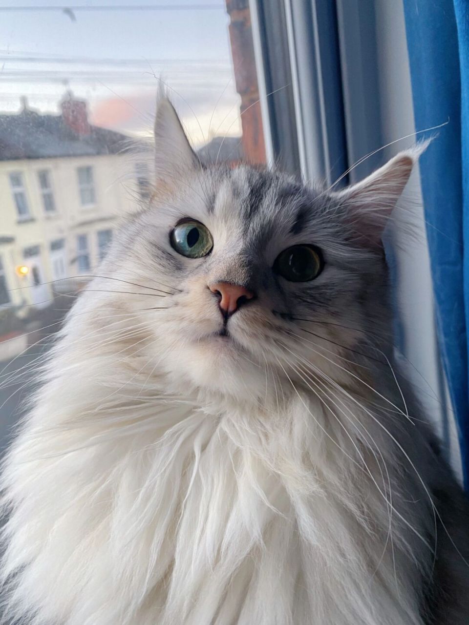 我以为布偶已经很狗了,直到我养了西森 从没见过这么狗的猫,每天躺我