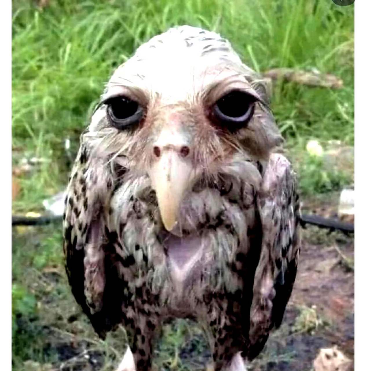 这只被雨淋湿的猫头鹰看起来很丑.