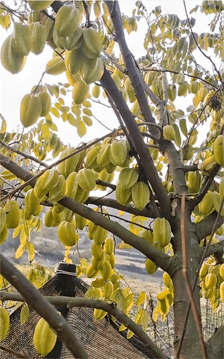 老家的杨桃树,很会长,一棵将近百斤了吧!