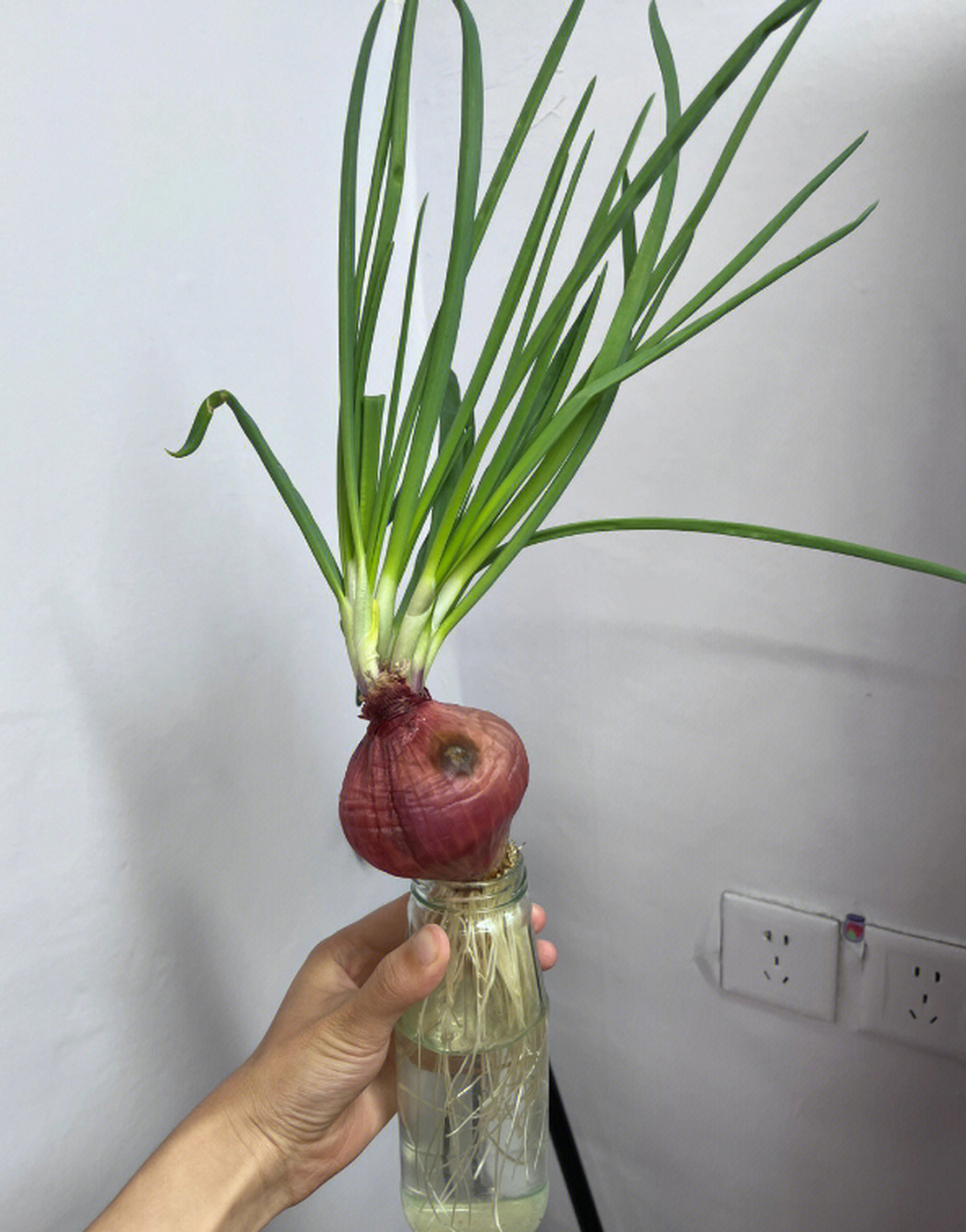 养了半个月不到,家里就不缺葱了,我老婆真厉害