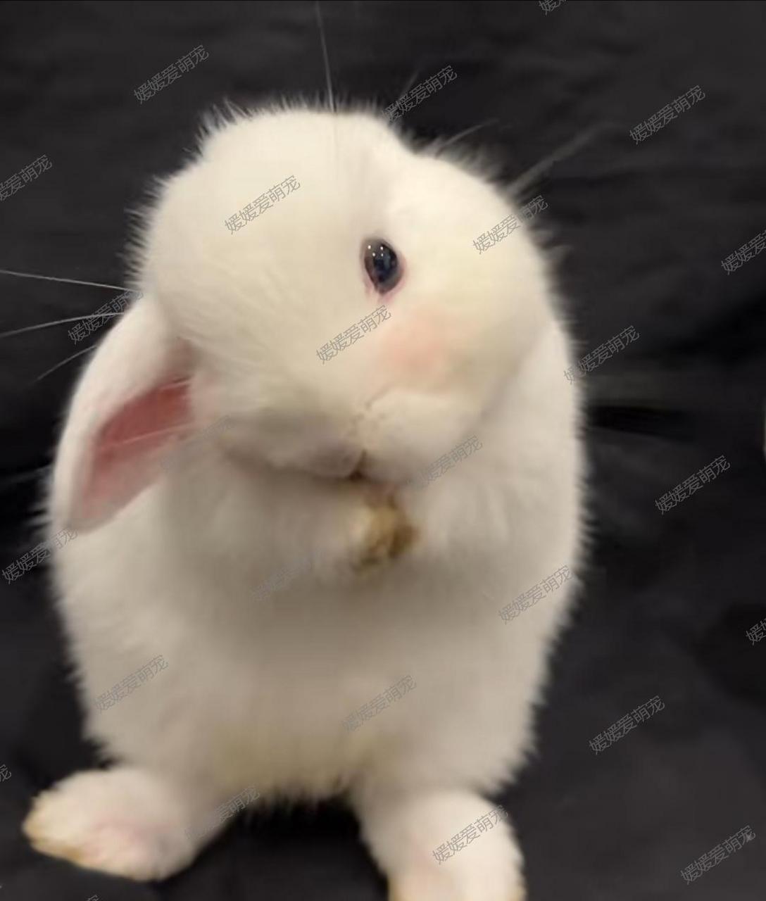 小兔子在洗脸,好萌啊!