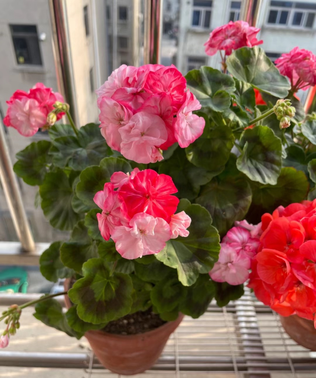 秋天,是适合养天竺葵的季节.