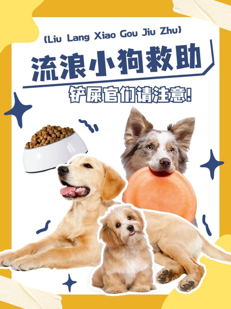 想要救助小流浪无从下手,流浪救助指南来啦