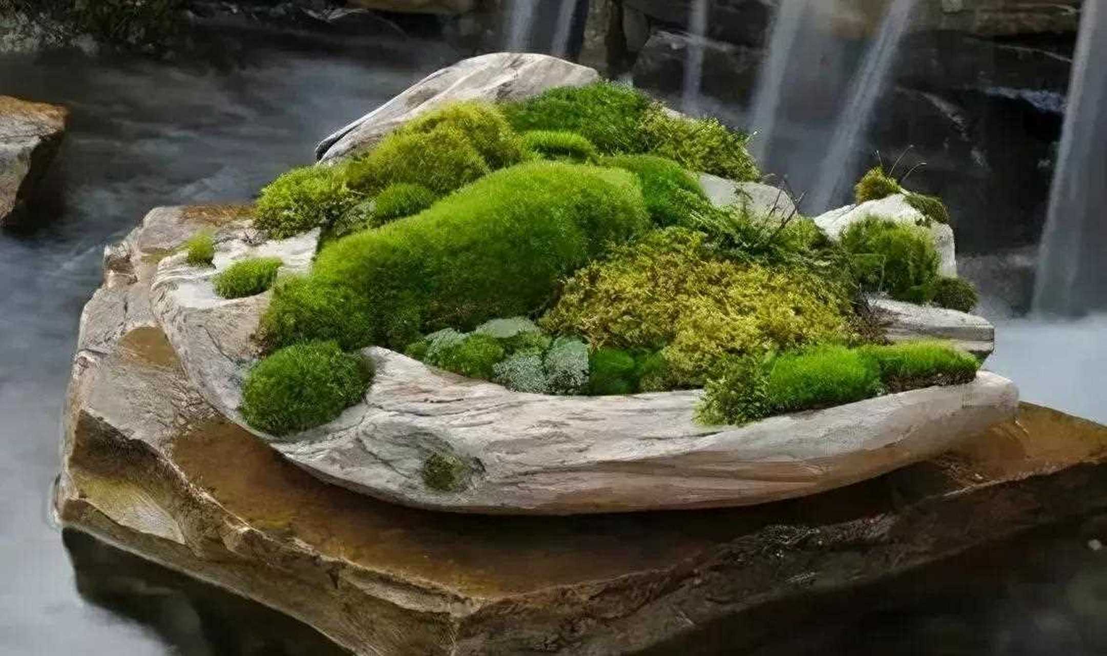 苔藓盆景绿植欣赏   苔痕上阶绿,草色入帘青  在不少文人眼中  苔藓虽