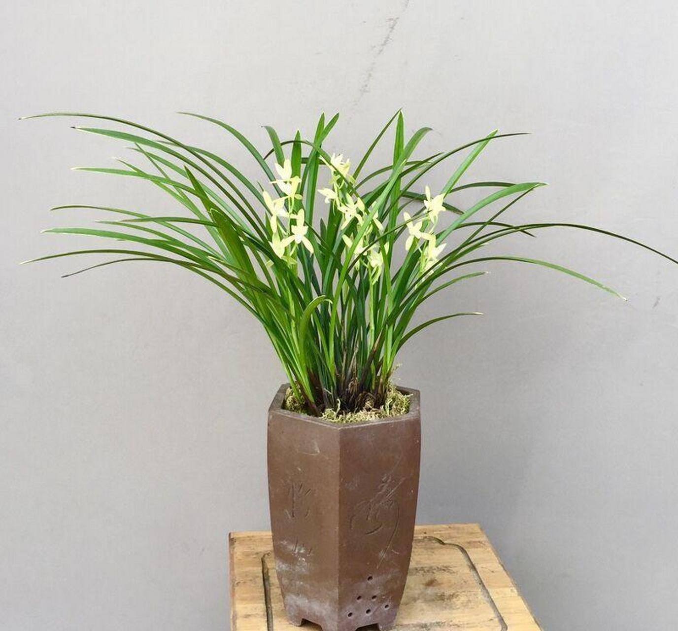 天香素的叶型与其他建兰完全不同,其叶片细长坚硬,直立性强,叶片上端