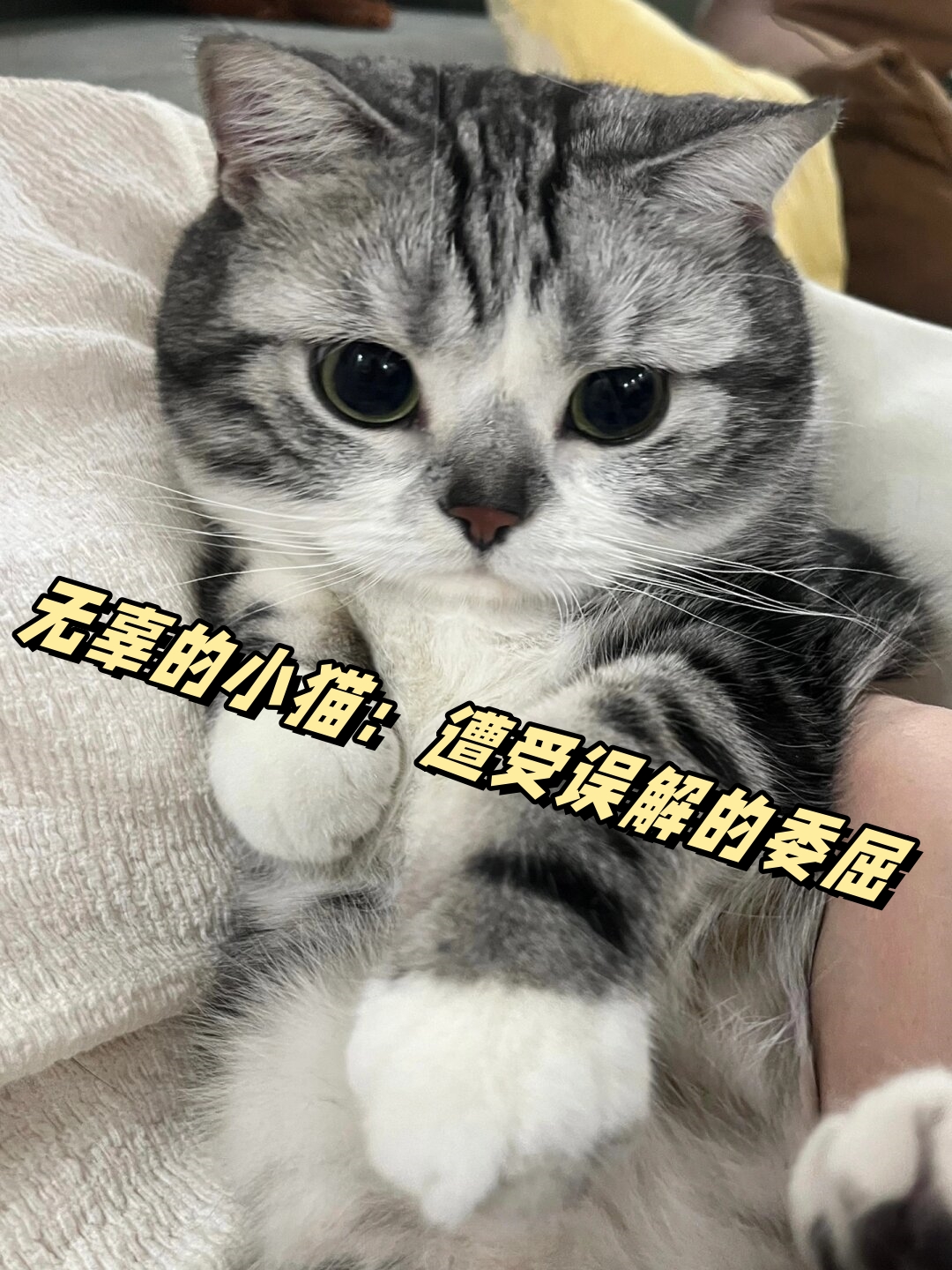小猫咪无辜的样子,真的让人无法抗拒它的可爱!