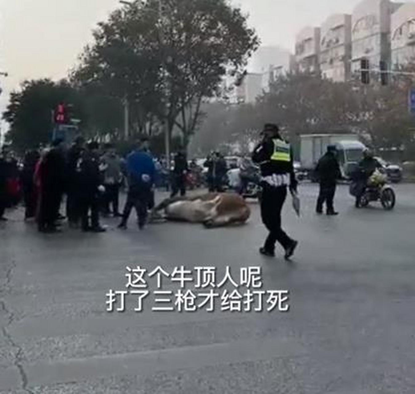 河北武安特警被打死图片