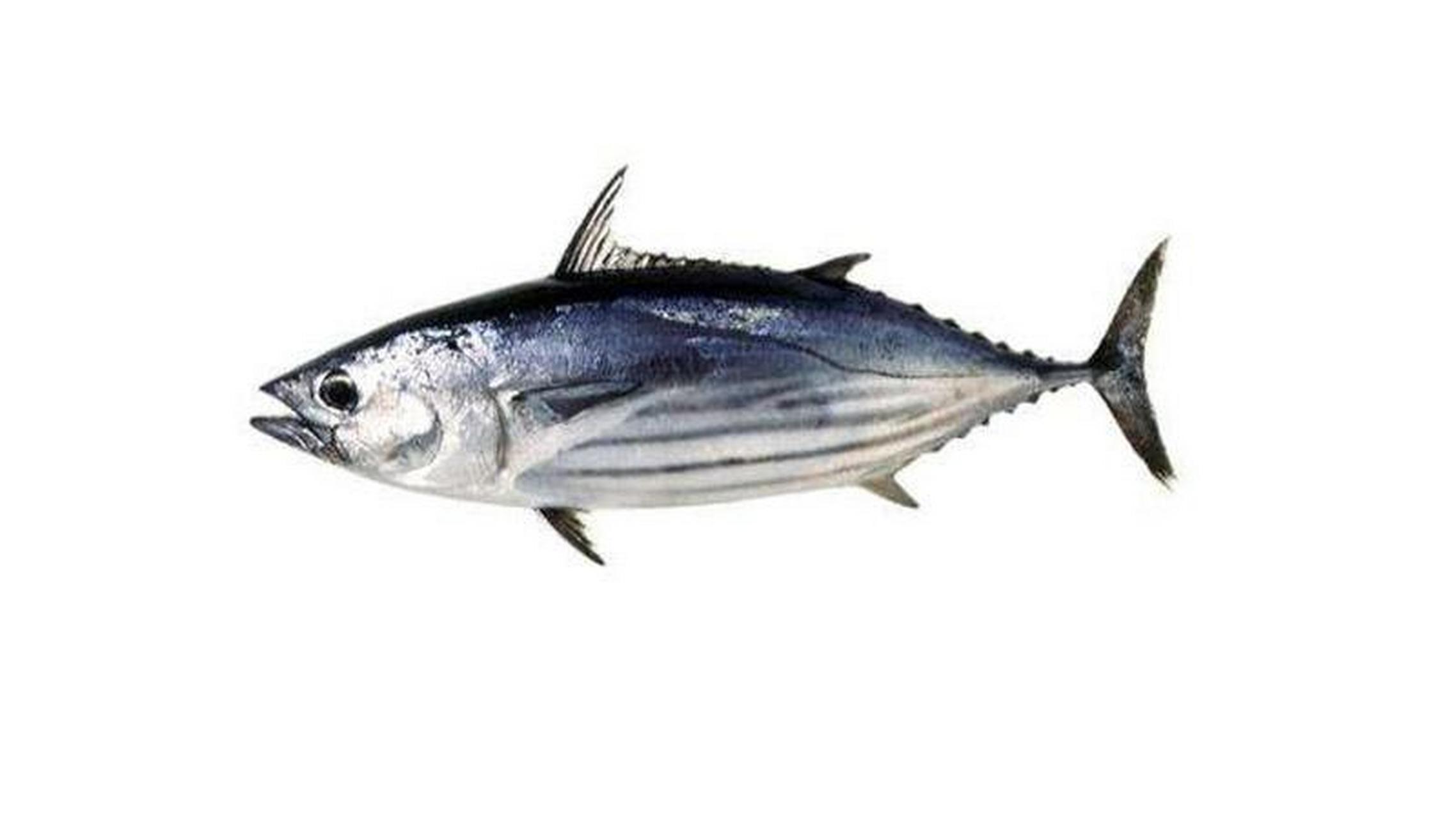 作为日本料理中的重要食材,鲣鱼不论生吃,煲汤还是干食都鲜美无比.