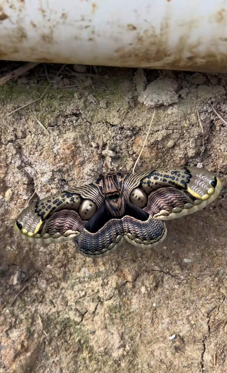 大自然的神奇,第一次见这样的蝴蝶,感觉好恐怖,也许它就是有意这样