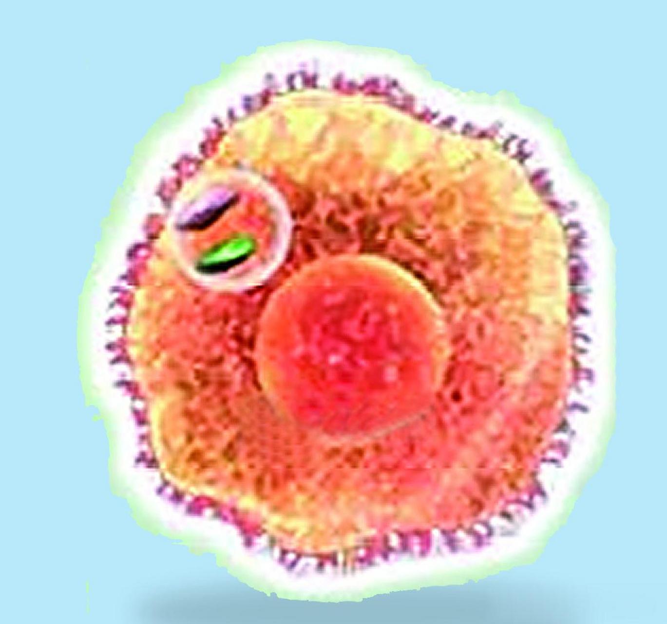 三阴性乳腺癌(tnbc)的免疫逃避机制揭秘:tnbc甚为凶险,比其他乳腺癌