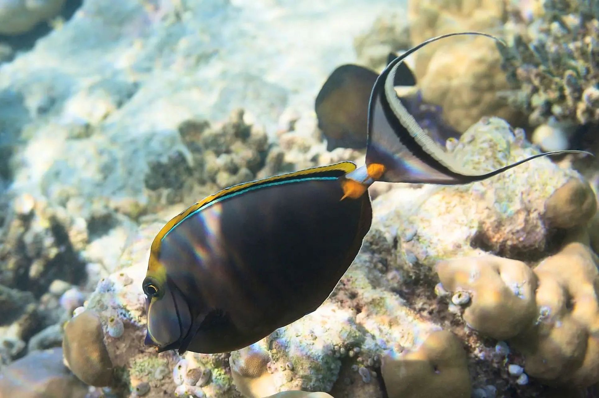 美丽鼻鱼|尾柄上有螺旋桨的鱼  01 学名:naso elegans  01 别名