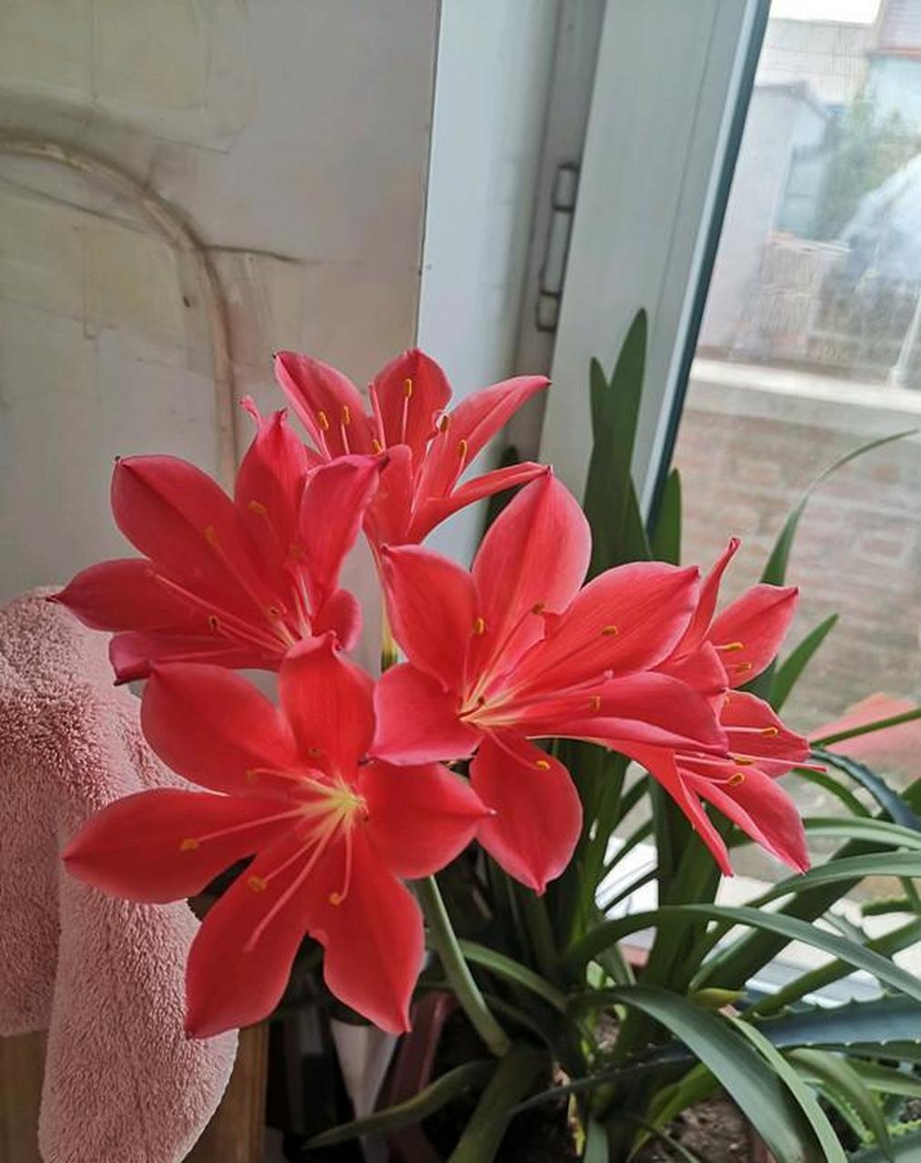 球根花卉精品"紫根兰",别名乔治百合,株型比朱顶红小一些,花朵大红色