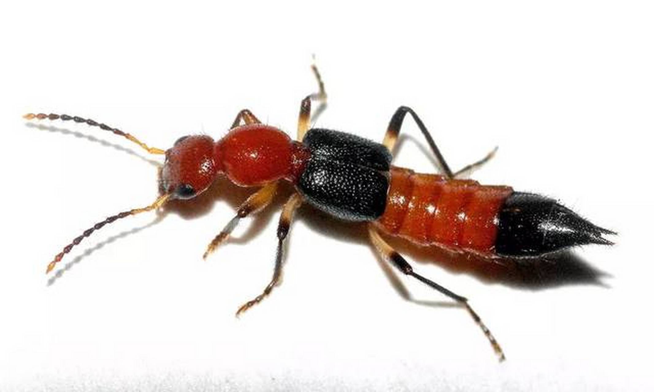 隐形虫叮咬以后的临床表现主要有局部水肿性红斑,在水肿性红斑的基础