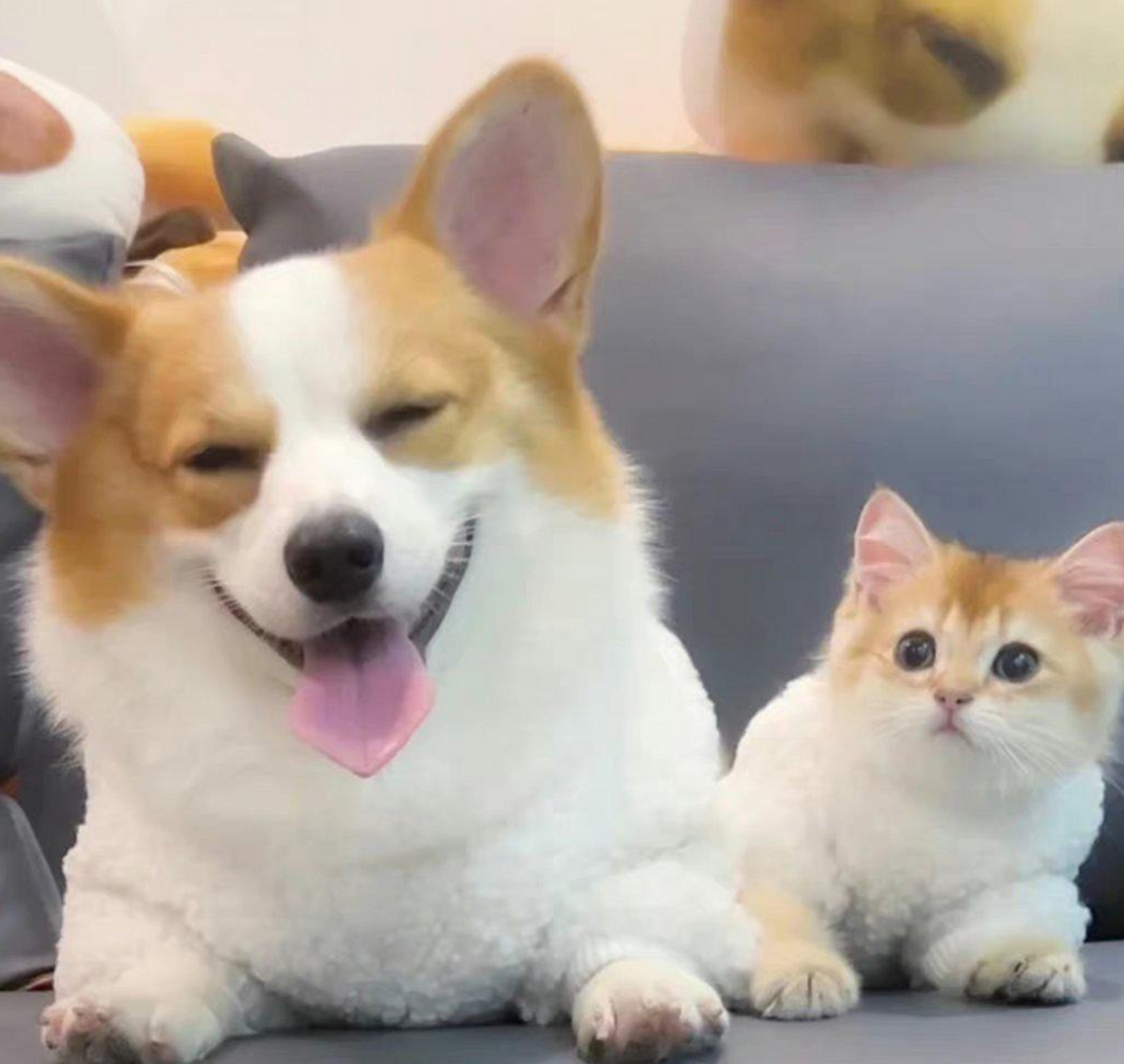 超级和谐的猫猫和狗狗,关键是张的竟然还很像呢.
