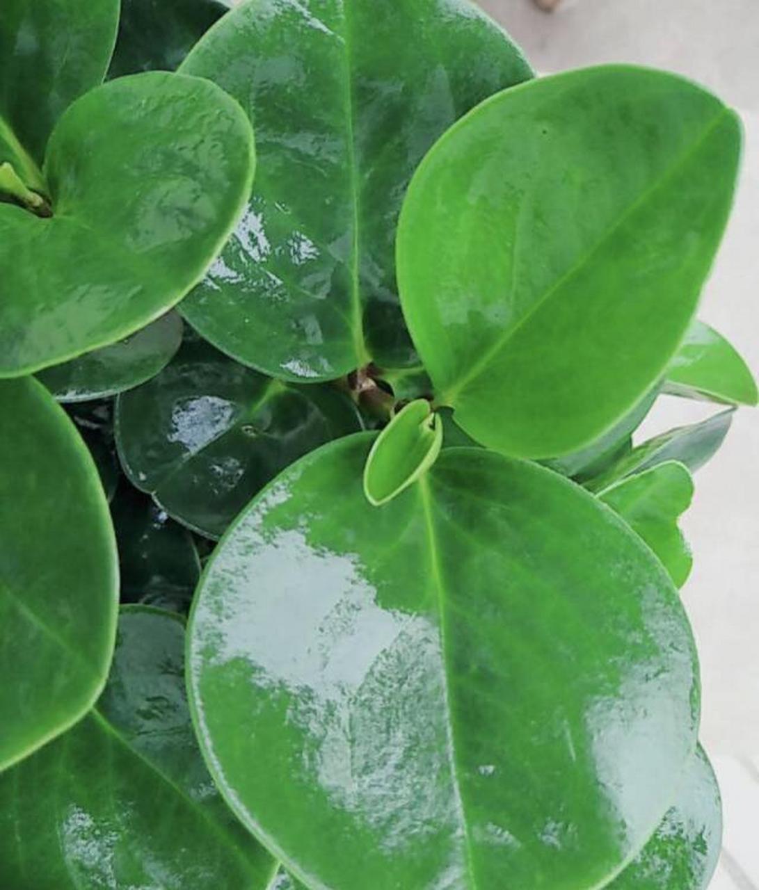 小家碧玉是很多家庭喜爱养殖的植物,那么小家碧玉怎么养呢绿植小家