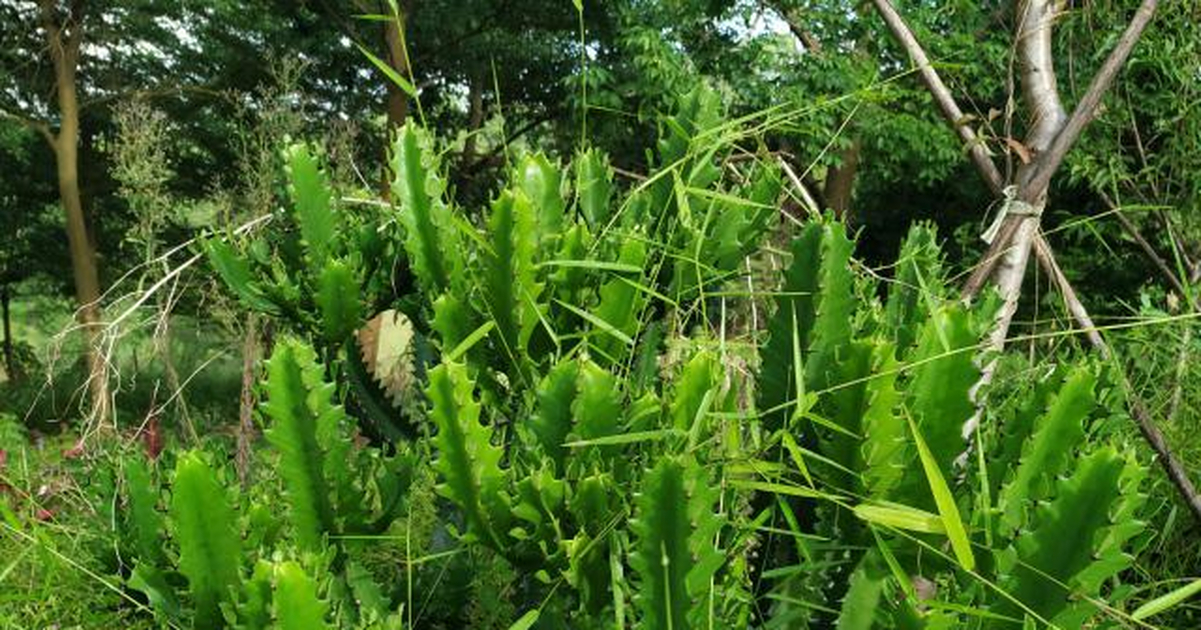 乡村景点:广东罗定花仙谷,又一座荒废"乐园"