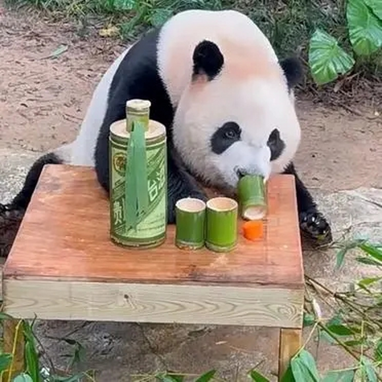 我要举报,某编制熊猫上班时间喝酒,还是喝茅台,请领导彻查此事!