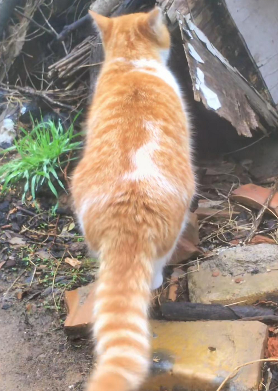 粗尾巴猫咪,真的好好看,浑身都在发光