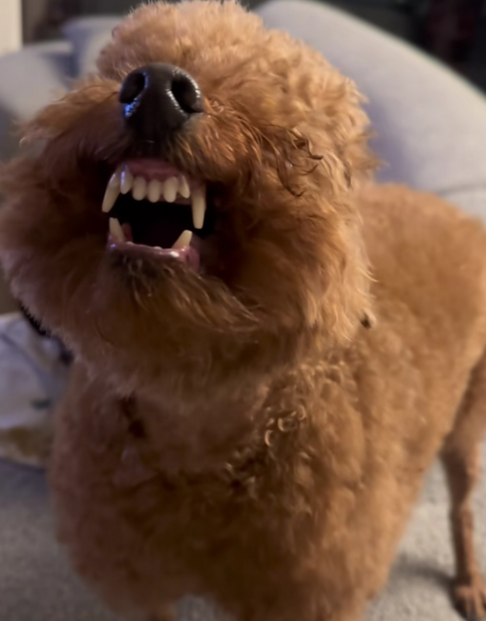 我发现,泰迪好爱龇牙,看着好搞笑!