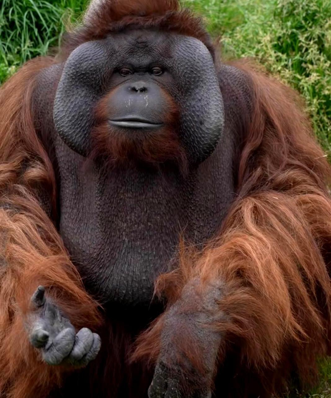 在动物园看到的红毛猩猩频繁对着游客做出亲吻动作,神态搞笑,逗乐了一