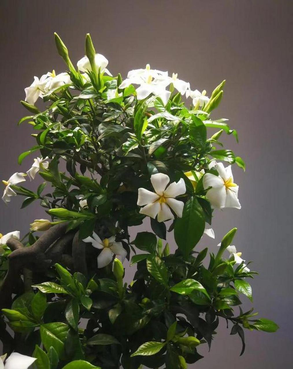 栀子花是一种多年生的木本花卉,是一种常绿灌木,它的叶片四季常绿