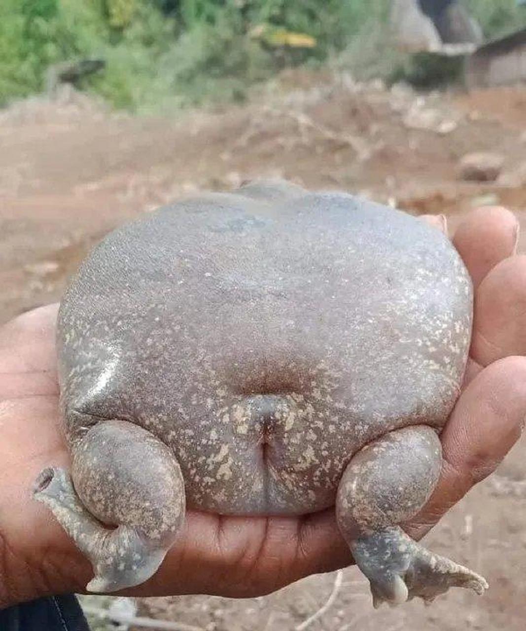 网友:新发现了很丑的动物,话说怎么能长成这样.