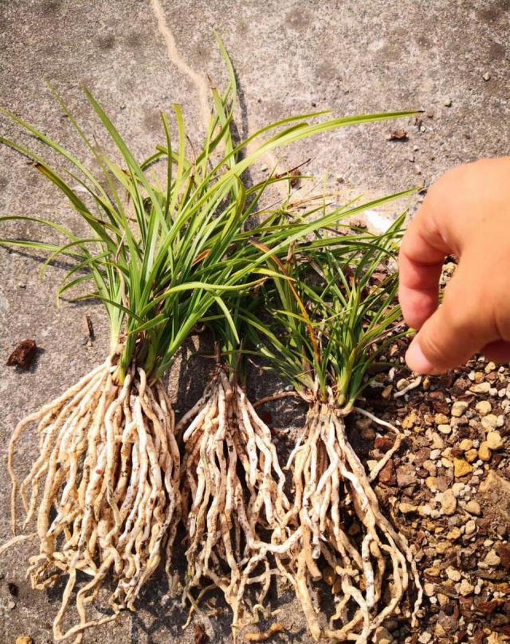 兰花的根系为兰花获取水分和养分,根系好才能促进新芽的增生,根系可以