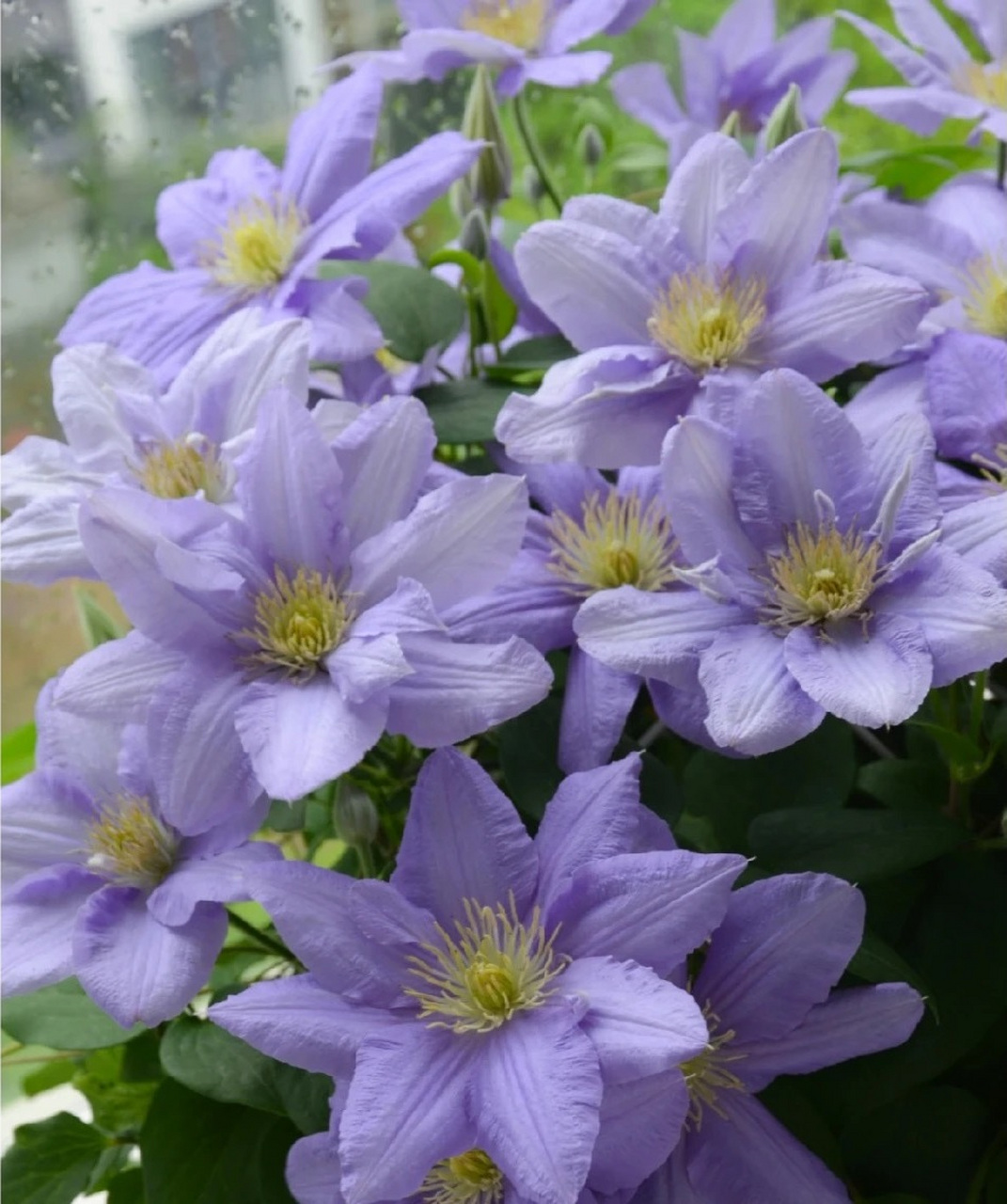 给大家推荐一款适合阳台养的铁线莲——塞尚,大道系矮小品种,株高仅0.