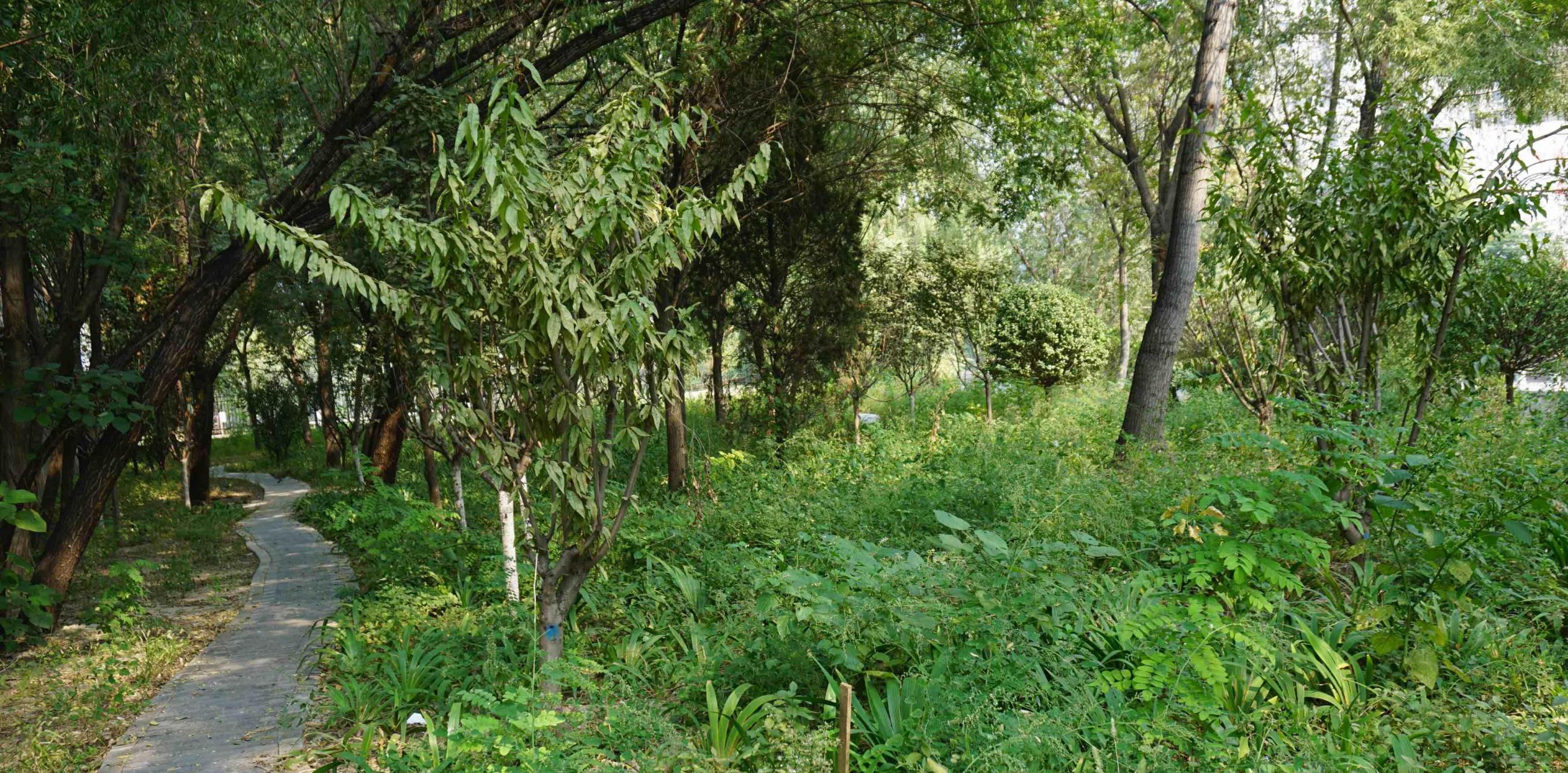 江苏一名60岁大爷,吃药在小树林强行侵犯54岁大妈发生关系,事后大爷