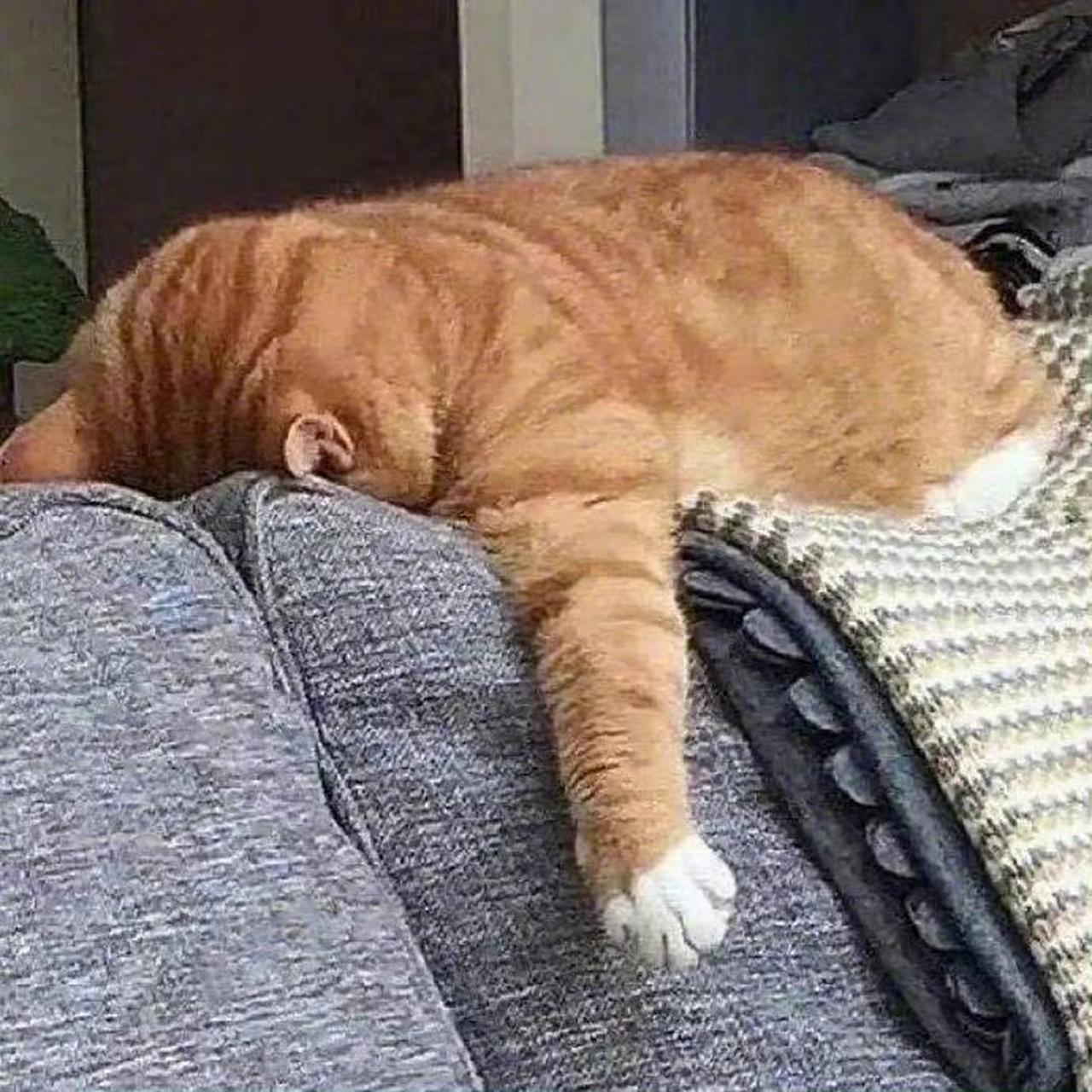 谁说小猫咪就每天无忧无虑没有烦恼了?