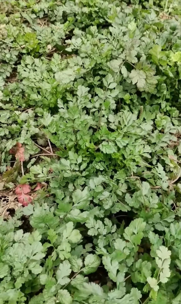 这种野香菜比超市卖的好多了,看到就要拔回家