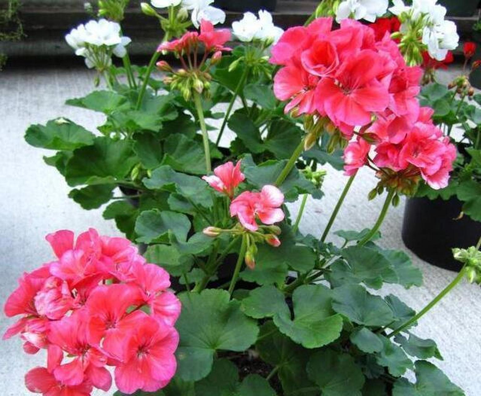 此花是"世界名花",名叫天竺葵,也被称为洋绣球,是一种多年生的亚灌木