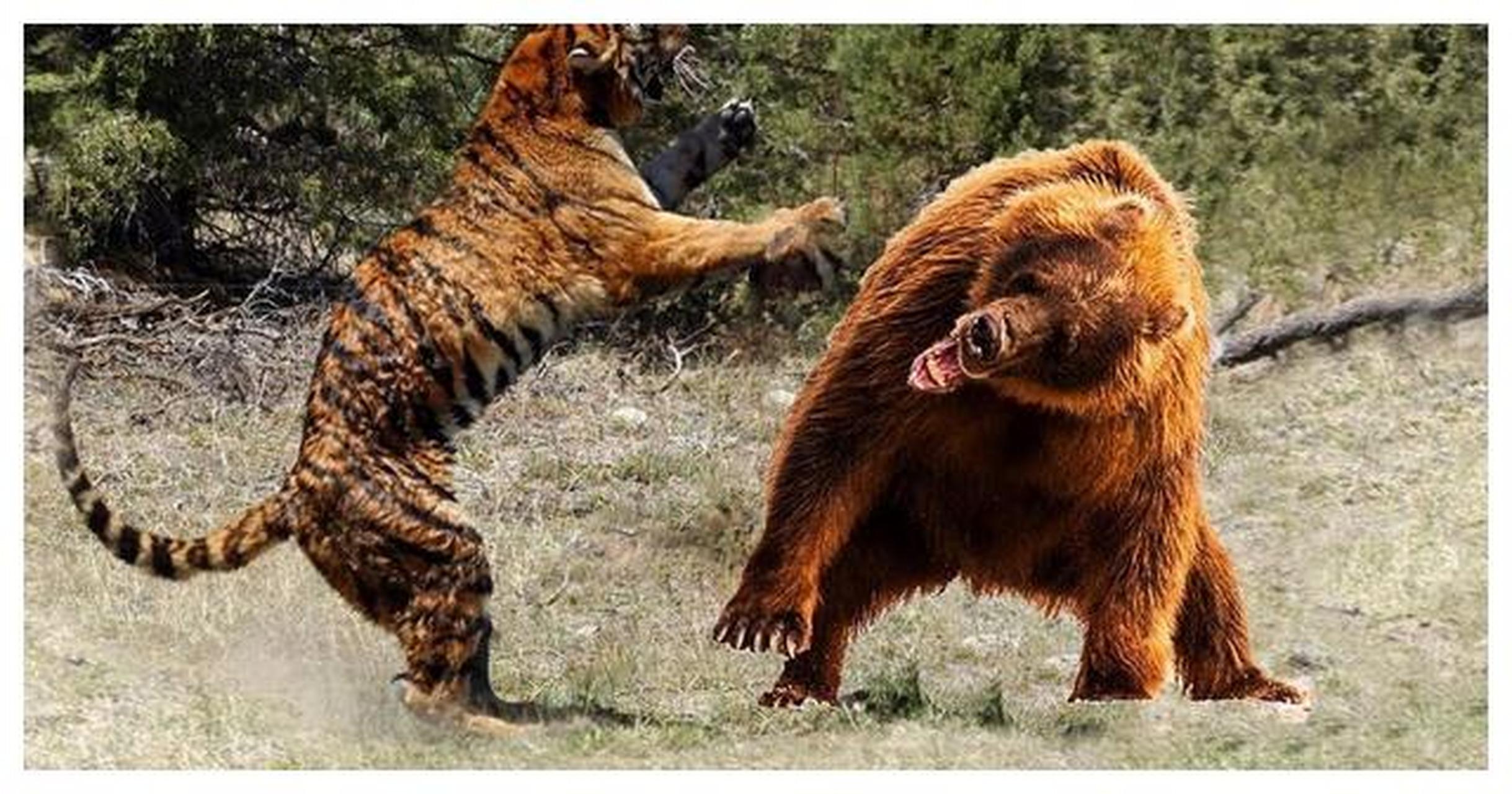 陆地上最凶猛的肉食兽是棕熊,东北虎仅仅排老二