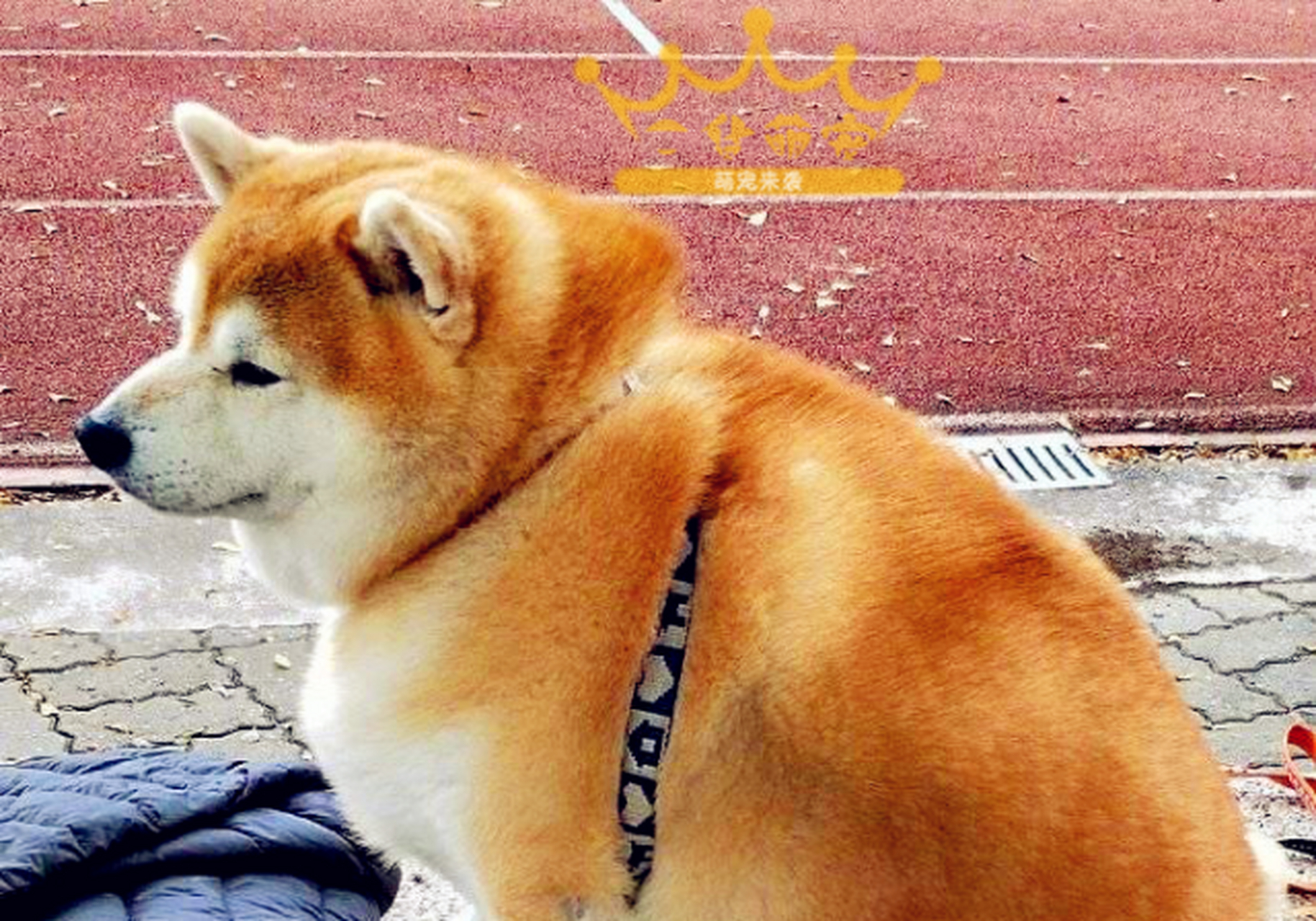 肉嘟嘟的柴犬超可爱,就连它的朋友,也是个大胖子呢[色]