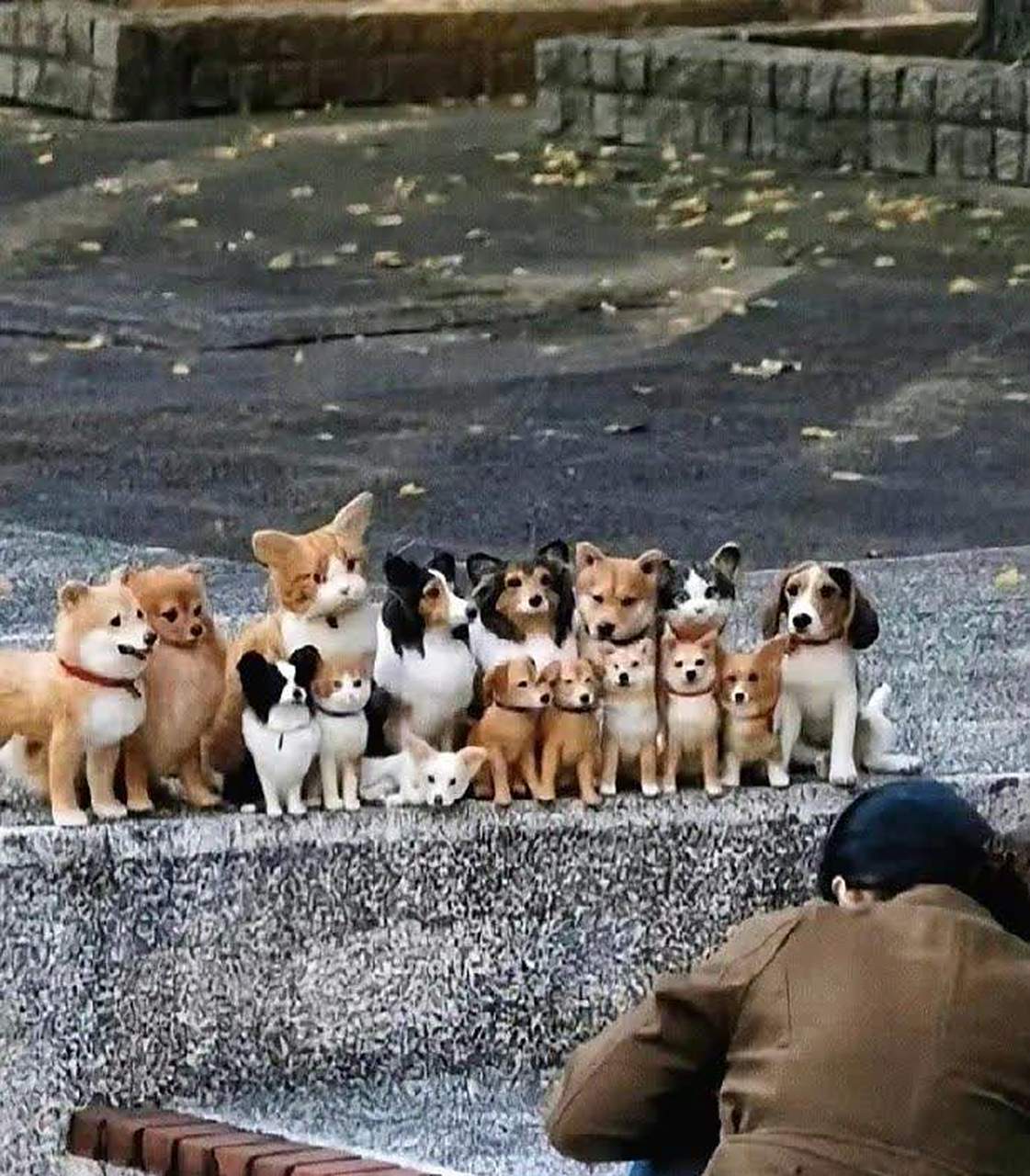 猫还竖起耳朵与狗狗合影    #沙砖笔子大全# #搞笑#[坏笑]