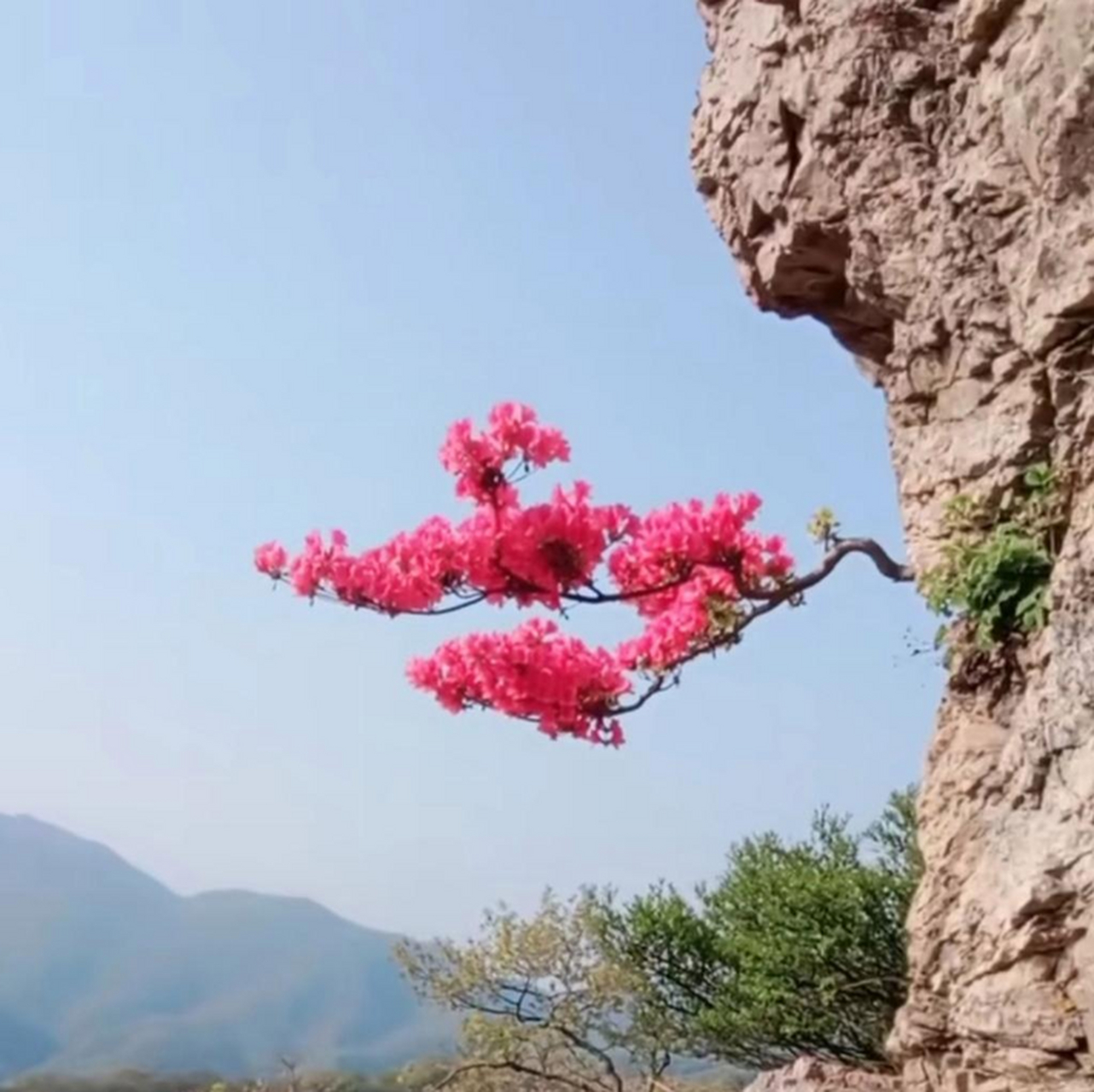 峭壁 花朵图片