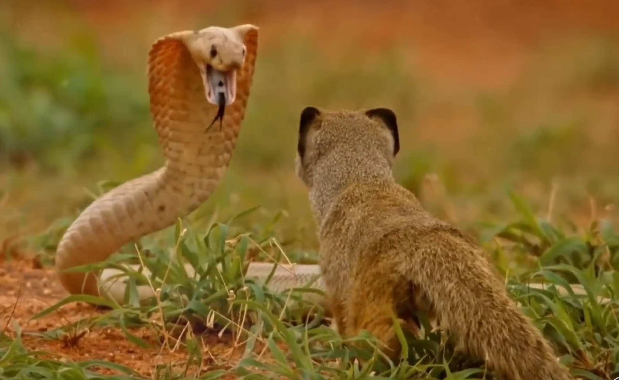松鼠,黄鼠狼,眼镜蛇