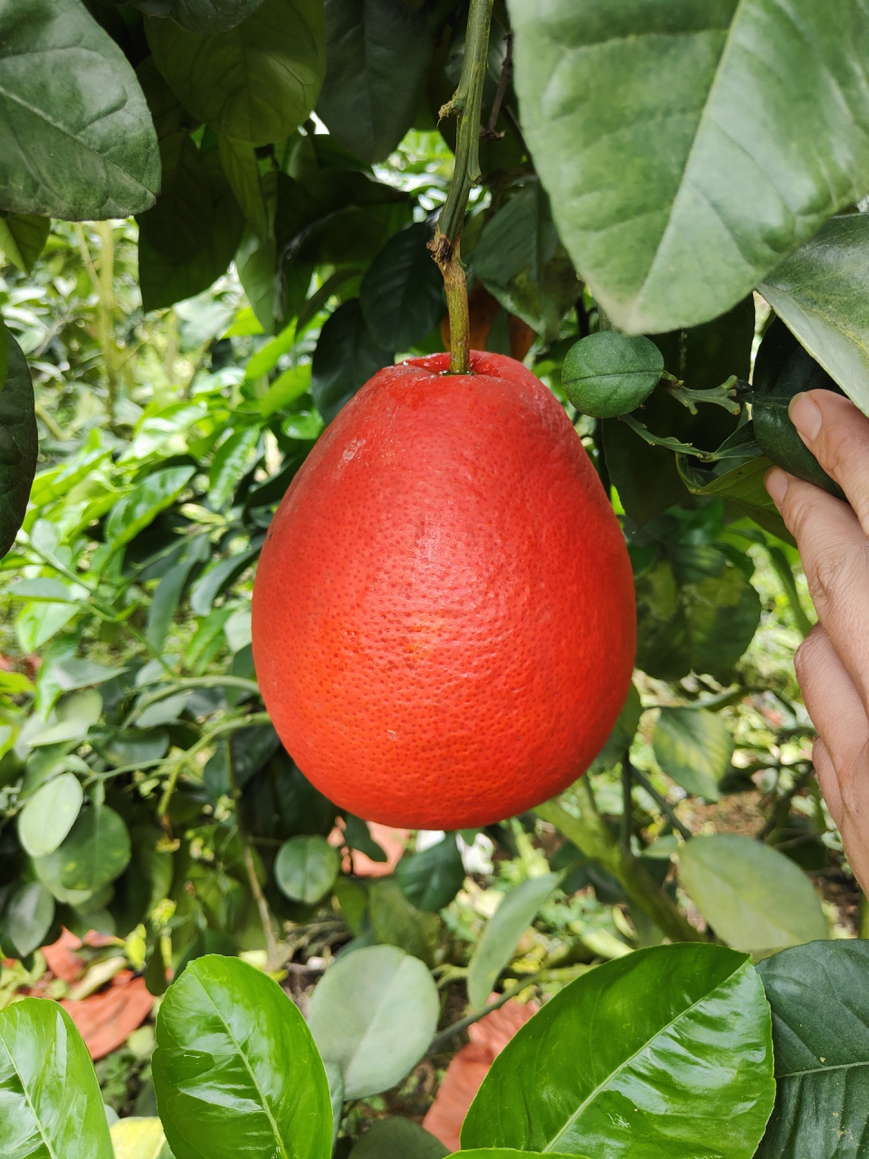 泰国暹罗红柚苗,平和县青柚网苗木有限公司,基地供应#今日早安问候