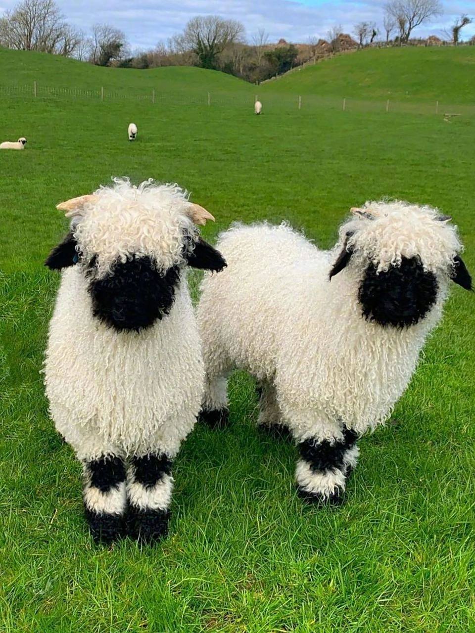 黑得看不见五官的羊 中文名:   【瓦莱黑鼻羊】 拉丁学名:valais