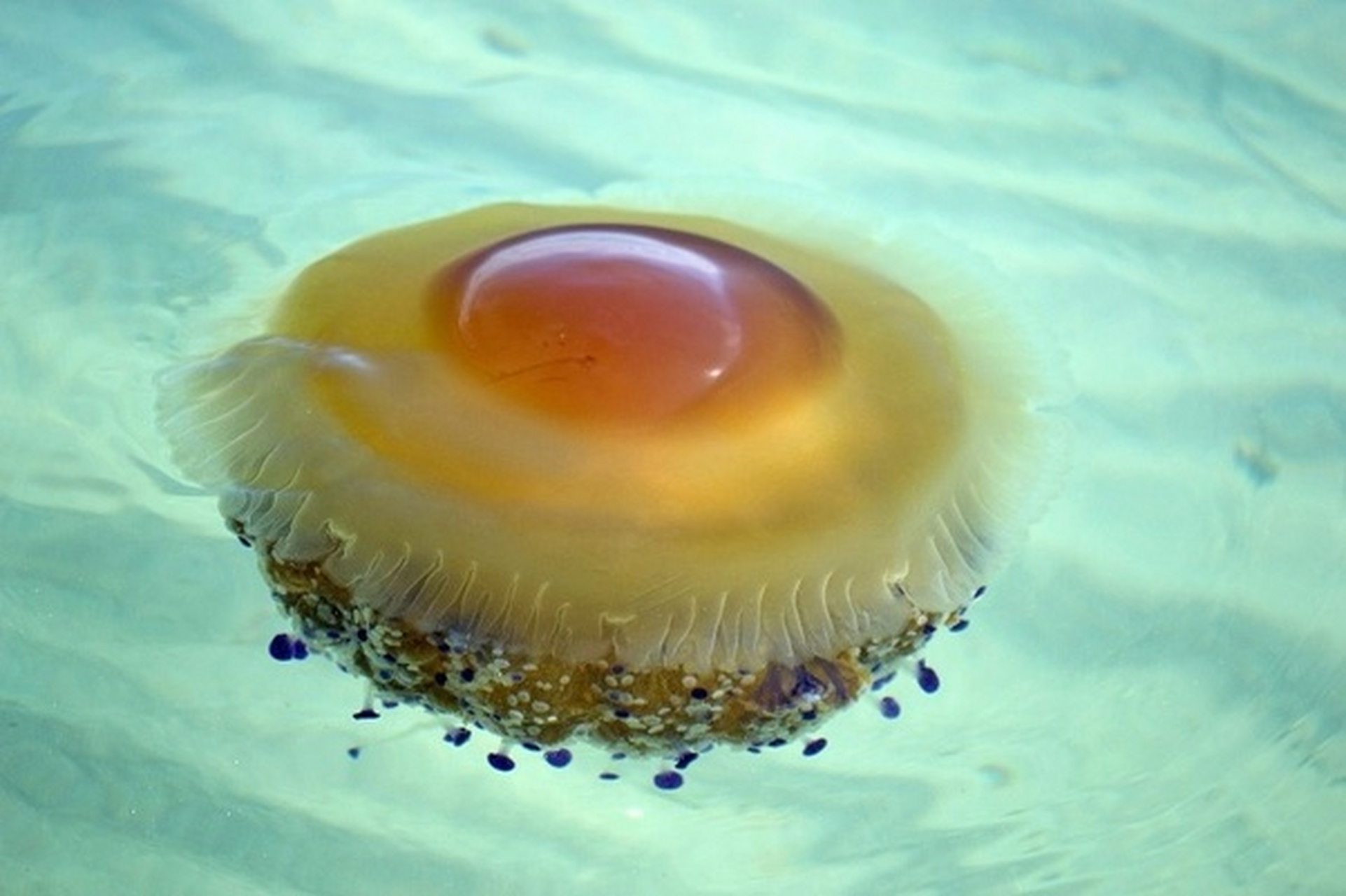 煎蛋水母,又称为蛋黄水母,是一种奇特的海洋生物
