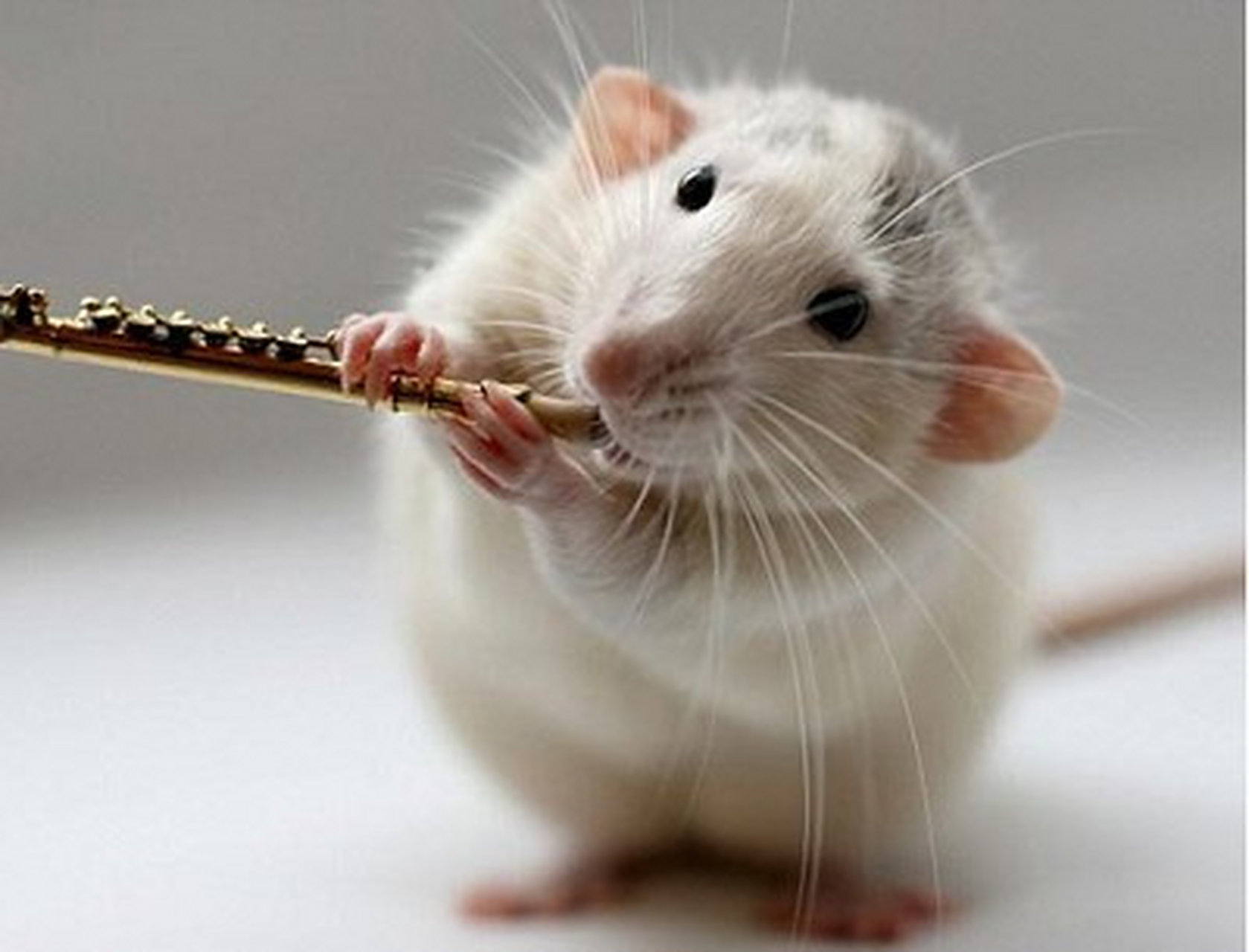 老鼠的牙齿不断生长,因为它们在啃食坚硬物品的过程中磨损.