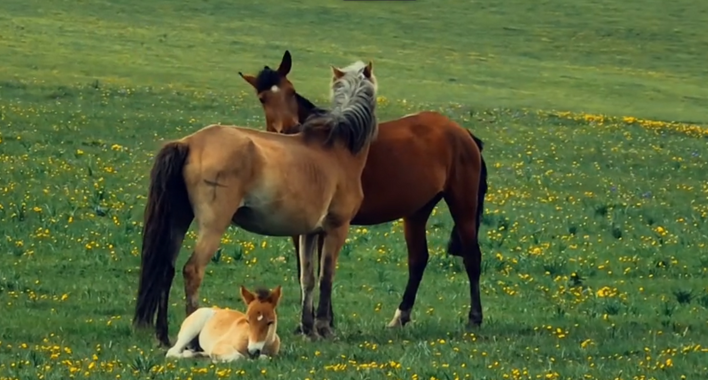 好幸福的一家马啊