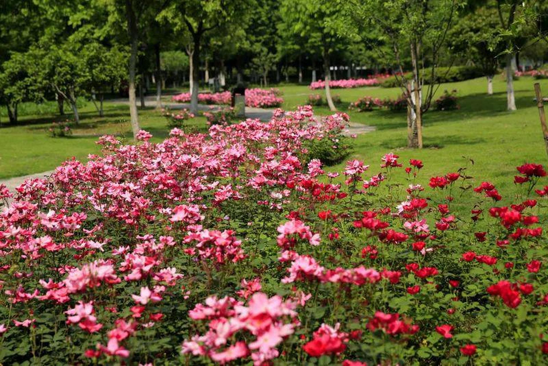 浙窑公园在美化家园改造提升后栽植了大量月季,主要有藤本月季"安吉拉