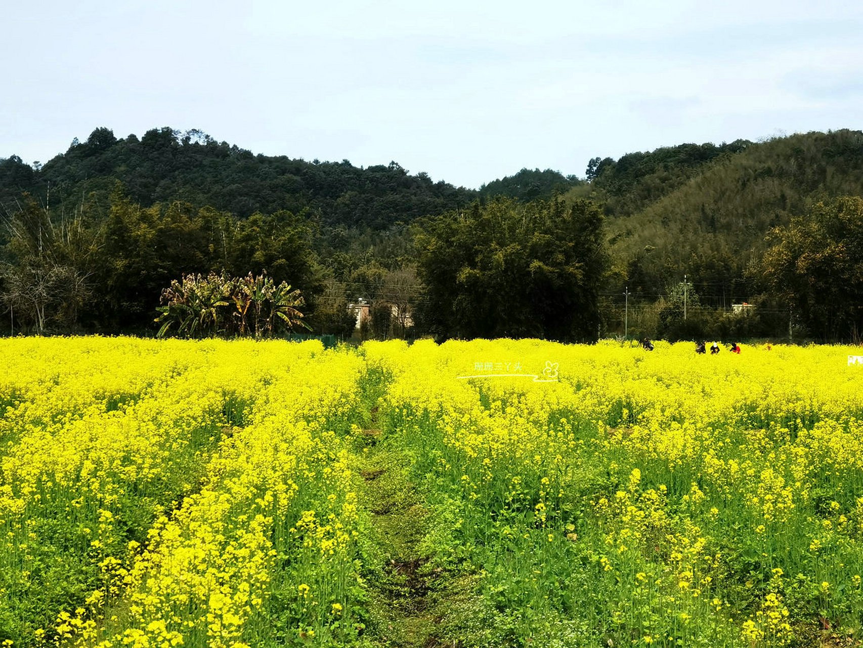 广州吕田大片油菜花绽放,门票25元,来吗?