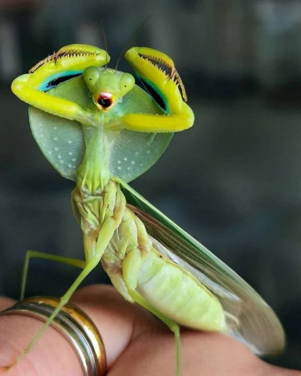 你是懂搞笑的哈哈哈哈哈 我一直对螳螂的印象,还停留在我六岁那一年