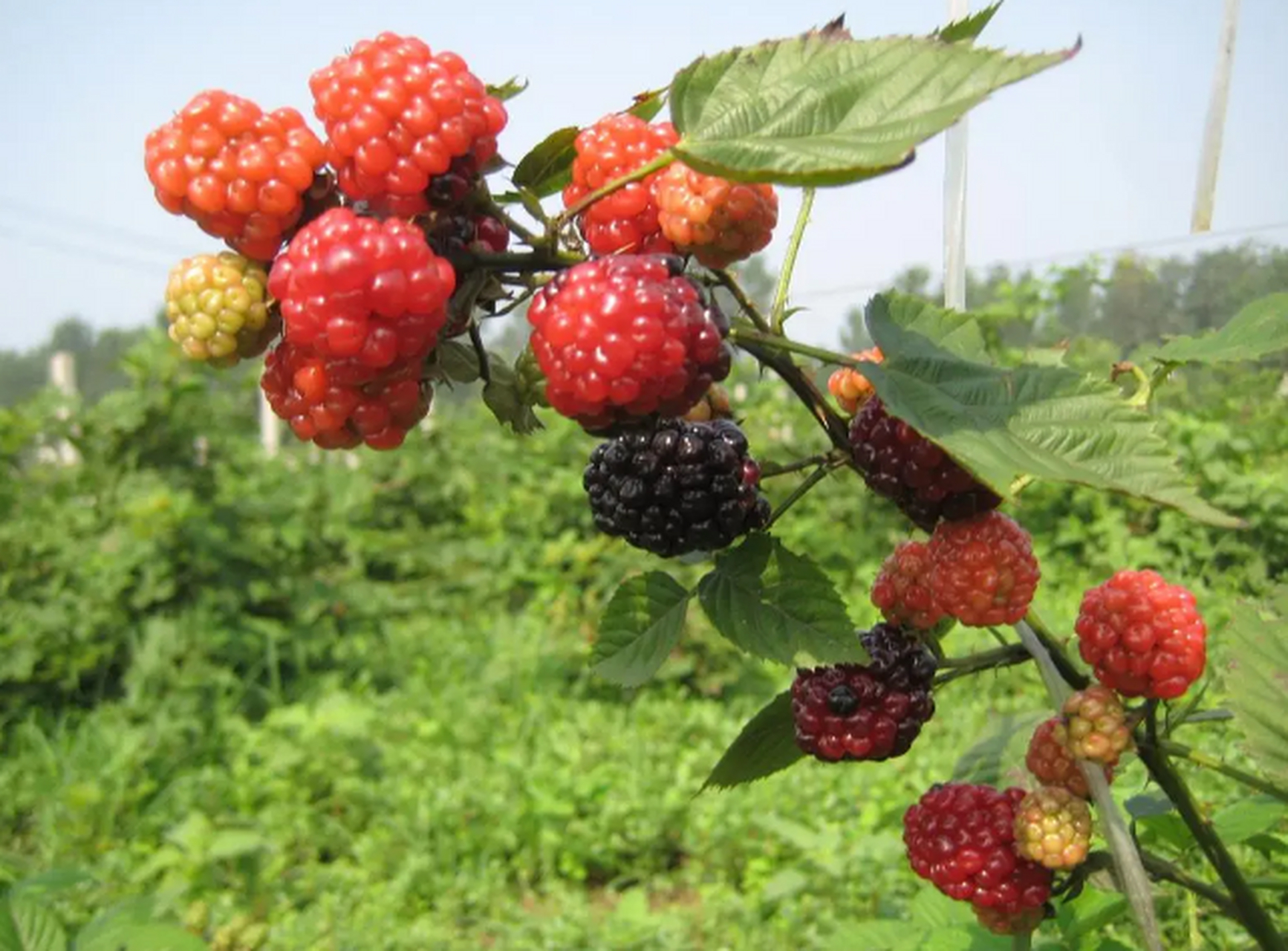 树莓也叫山莓或者三月泡,是一种野生植物,它的果实可以食用,也可以